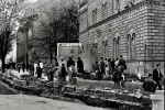  1972-04-05 ias tucic resin pobesnela krava