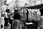  1972-04-05 ias tucic resin pobesnela krava